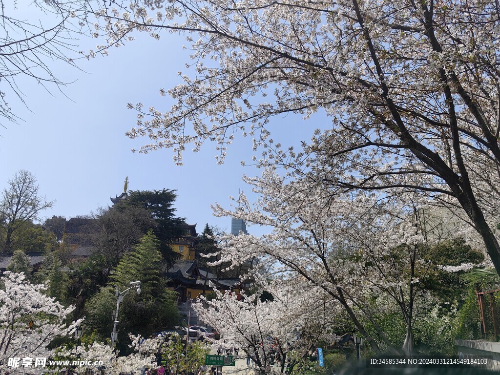 樱花