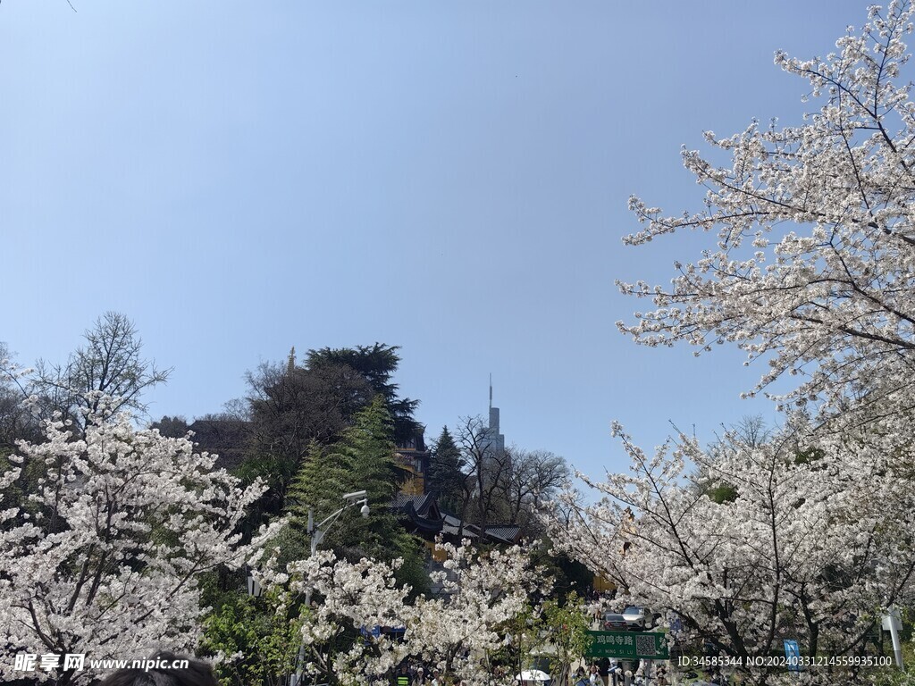 樱花 
