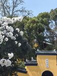 鸡鸣寺