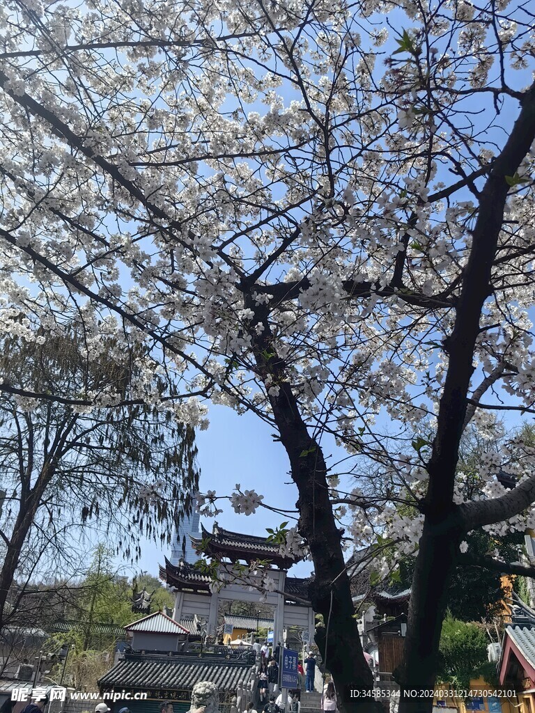 樱花 