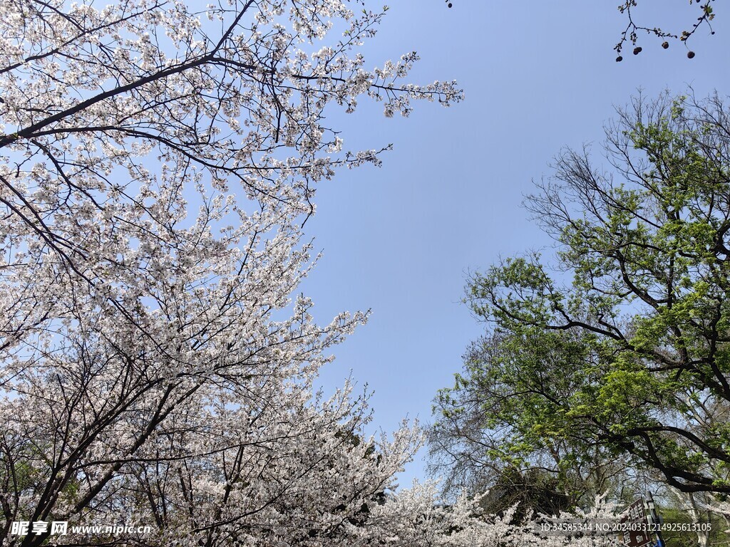 樱花