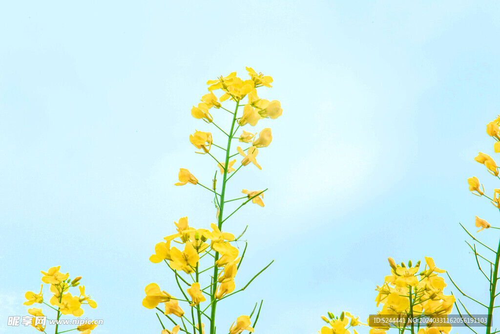 油菜花儿