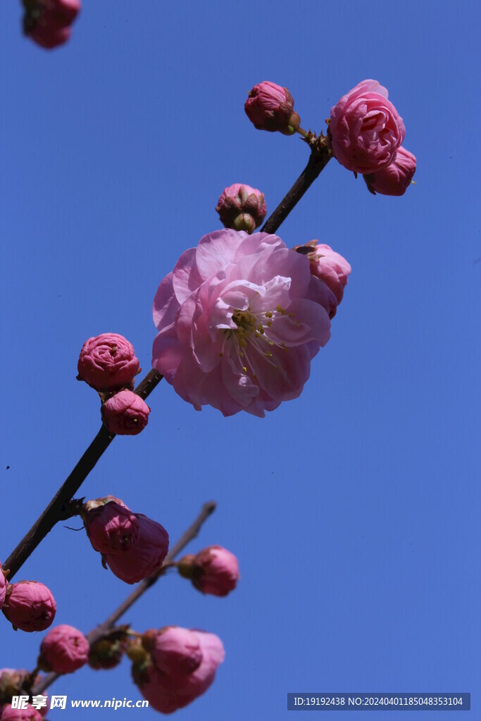 榆叶梅