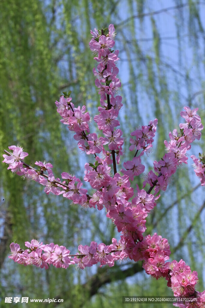 榆叶梅  