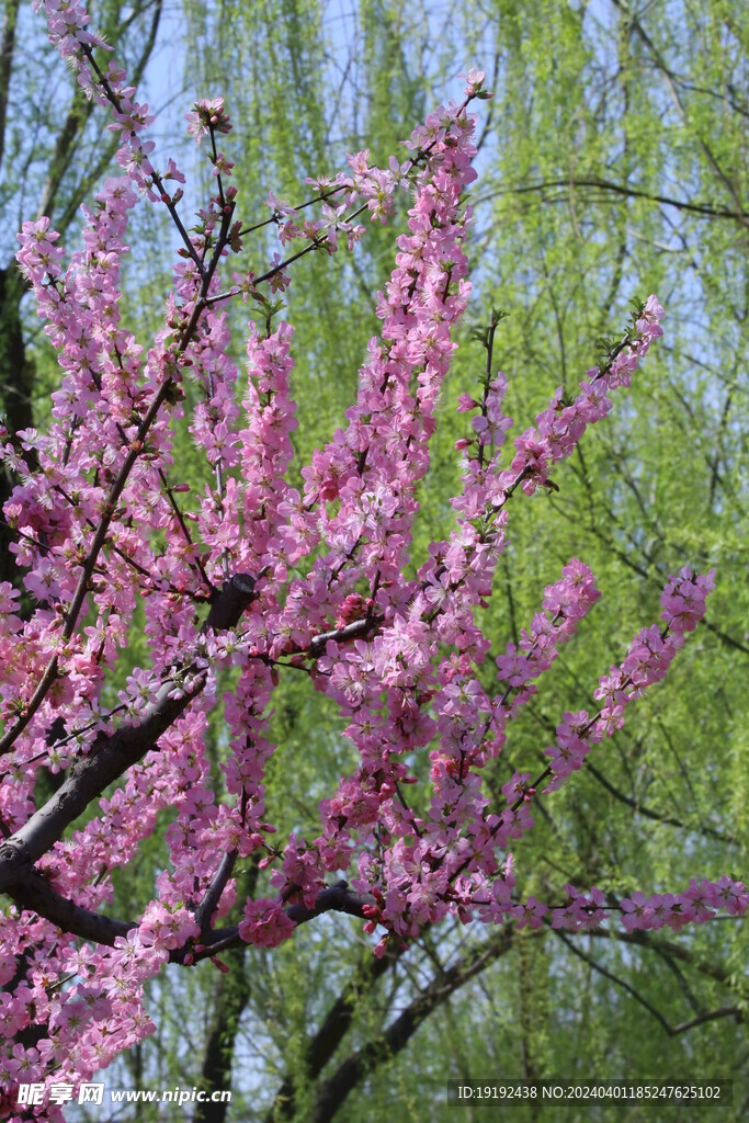 榆叶梅