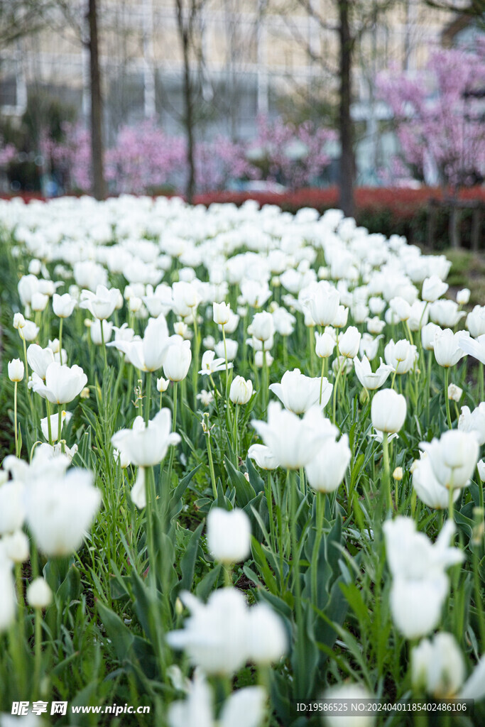 郁金香花丛