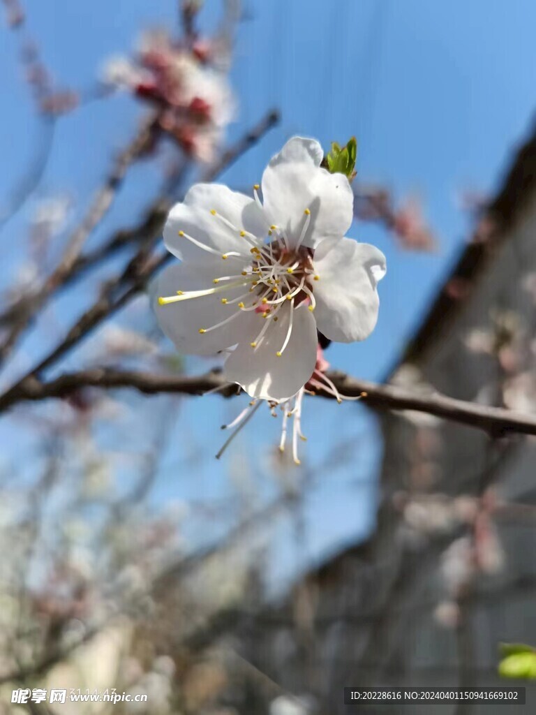 桃花