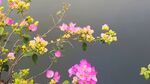 叶子花