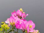 叶子花