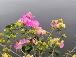 叶子花