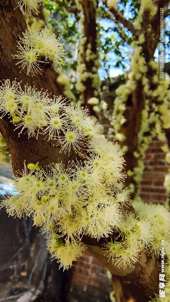 嘉宝果花