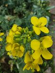 油菜花