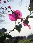 叶子花