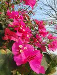 叶子花
