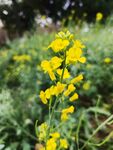 油菜花