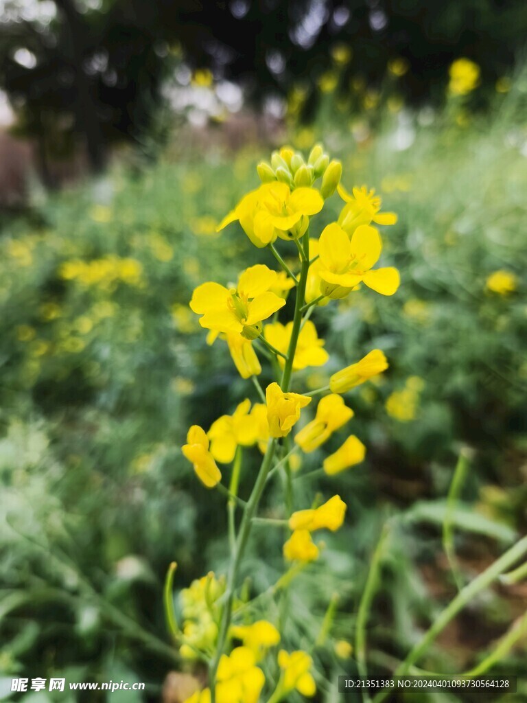 油菜花