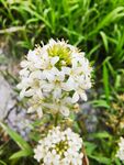 小绣球花