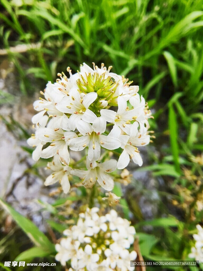 小绣球花