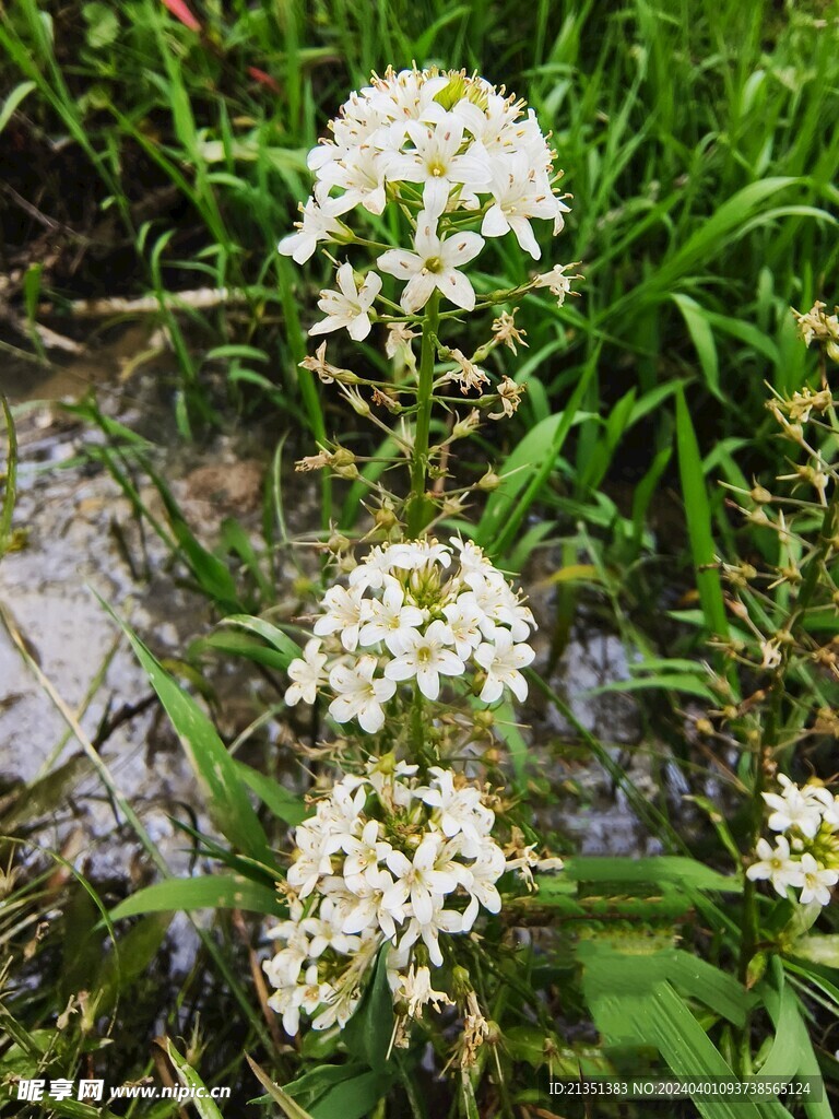 野花