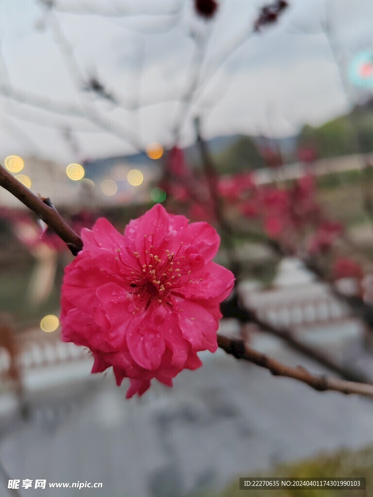 桃花