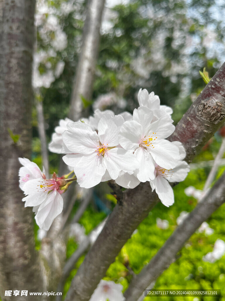 樱花