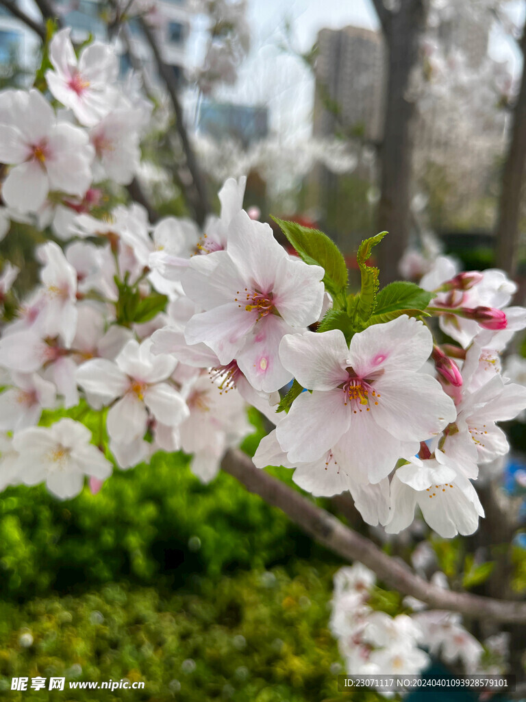 樱花