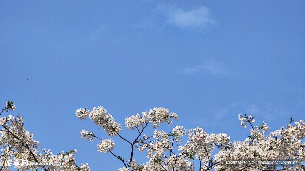 樱花树