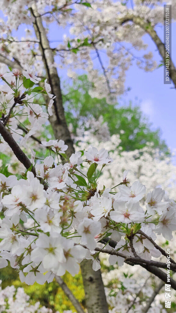 樱花