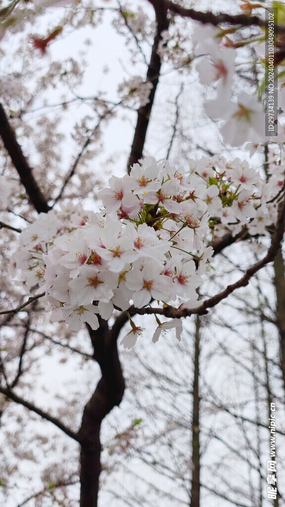 樱花