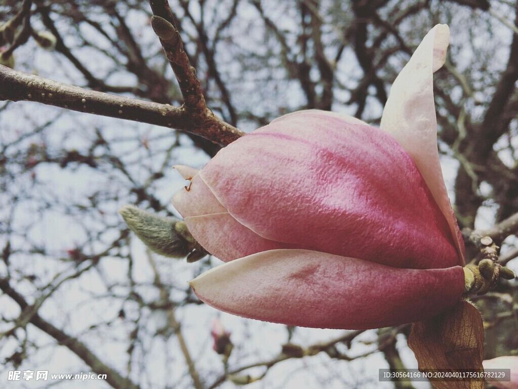 玉兰花花朵