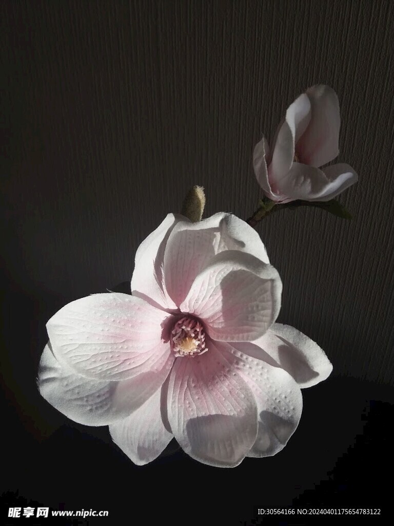 玉兰花花朵