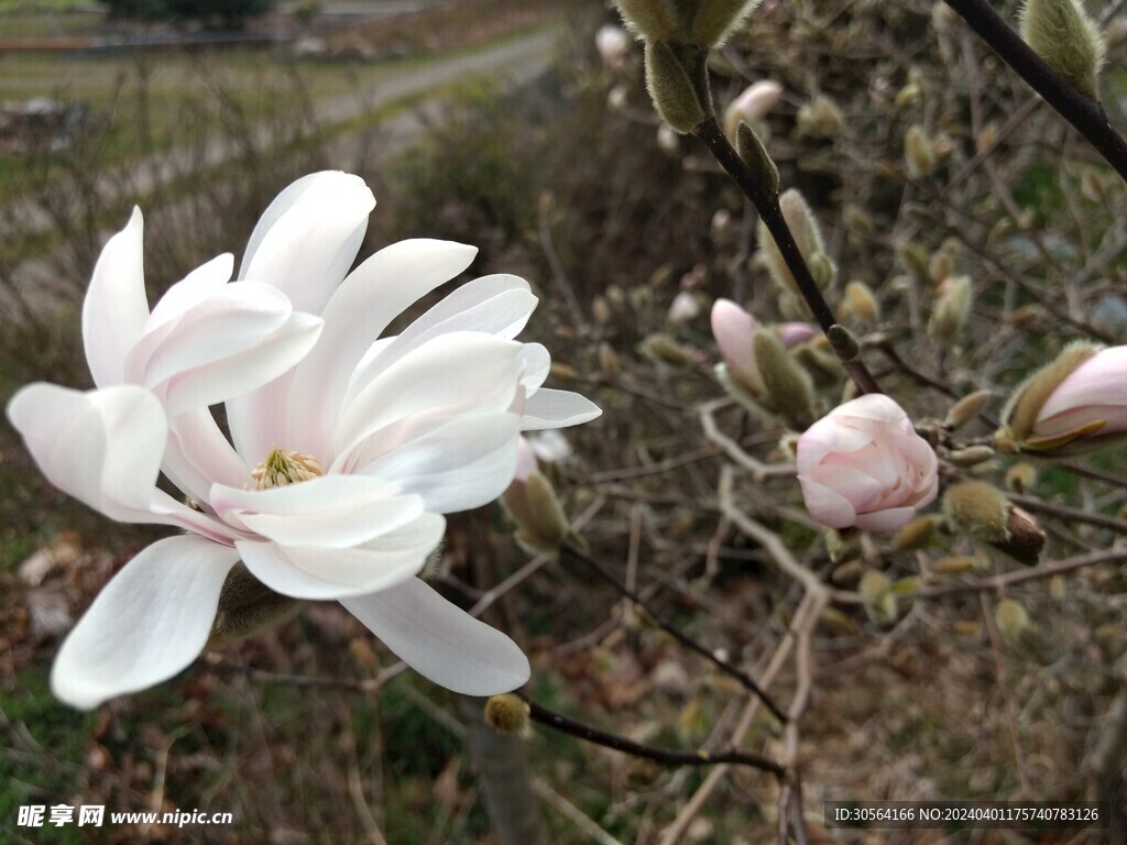 玉兰花花朵