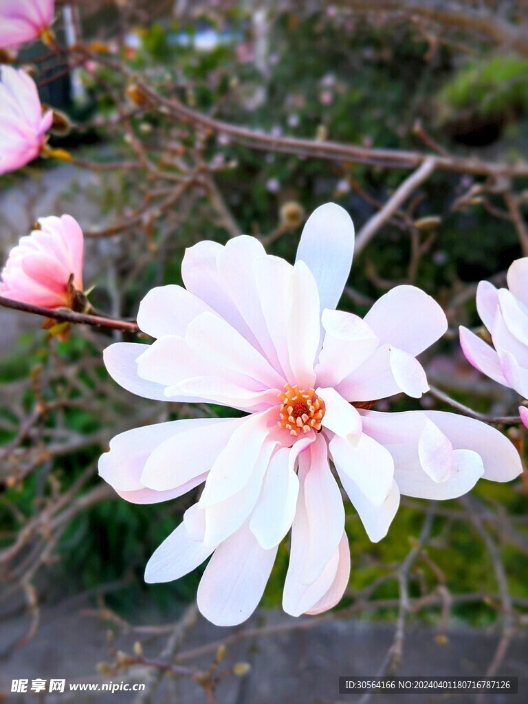 玉兰花花朵