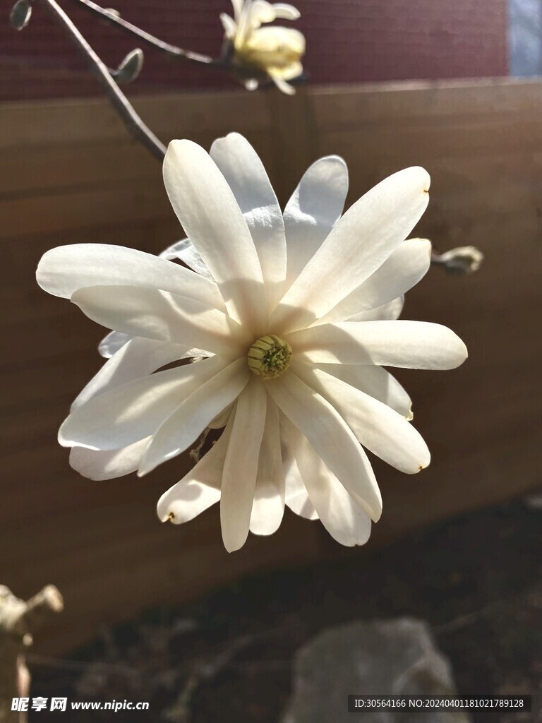 玉兰花花朵