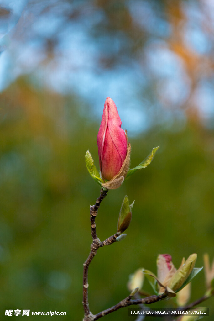 玉兰花