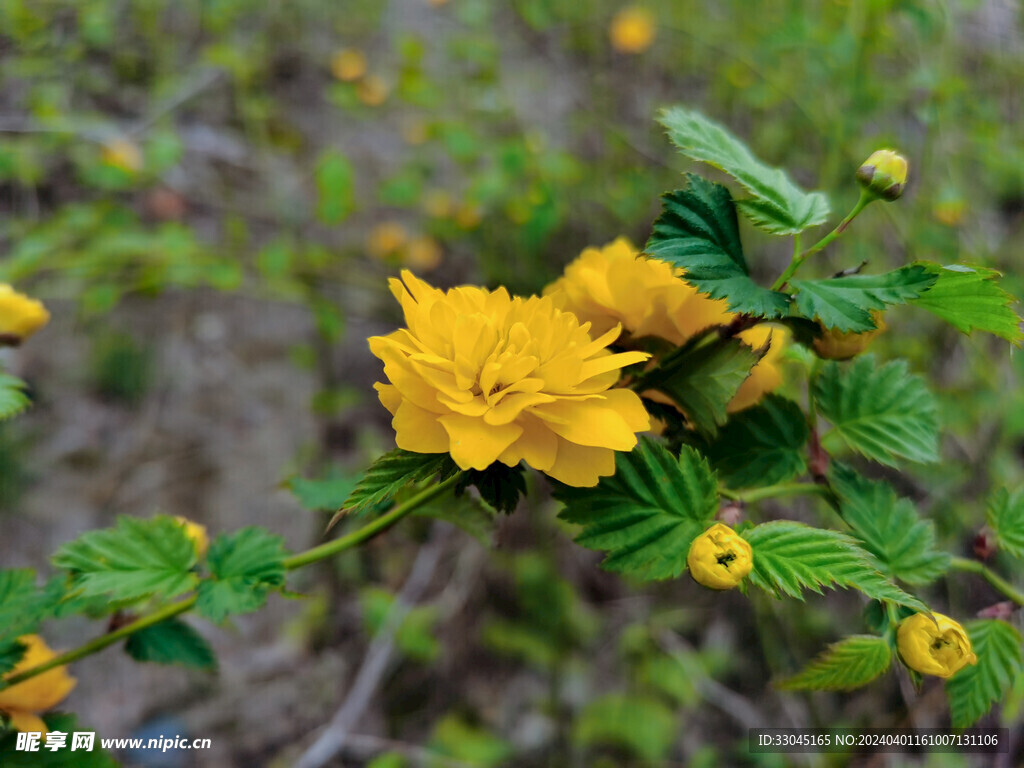 重瓣棣棠花