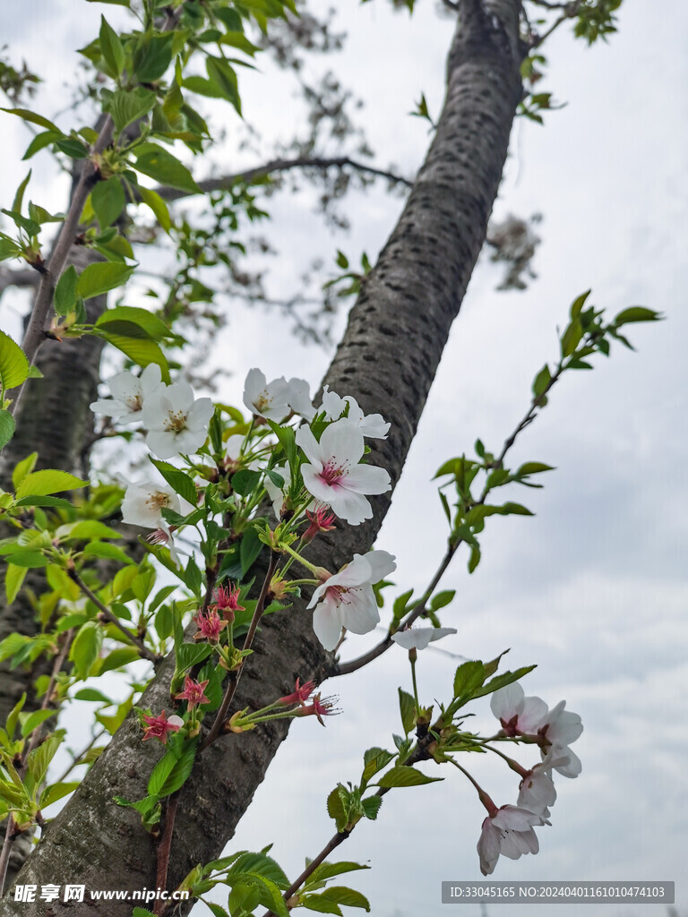 樱花