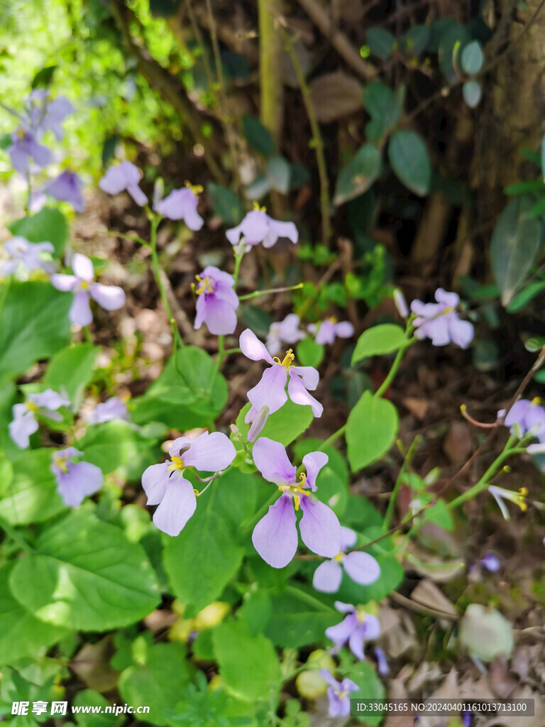 诸葛菜