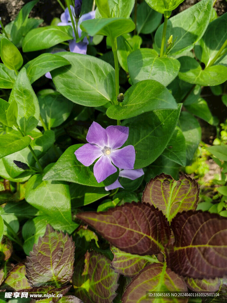 蔓长春花