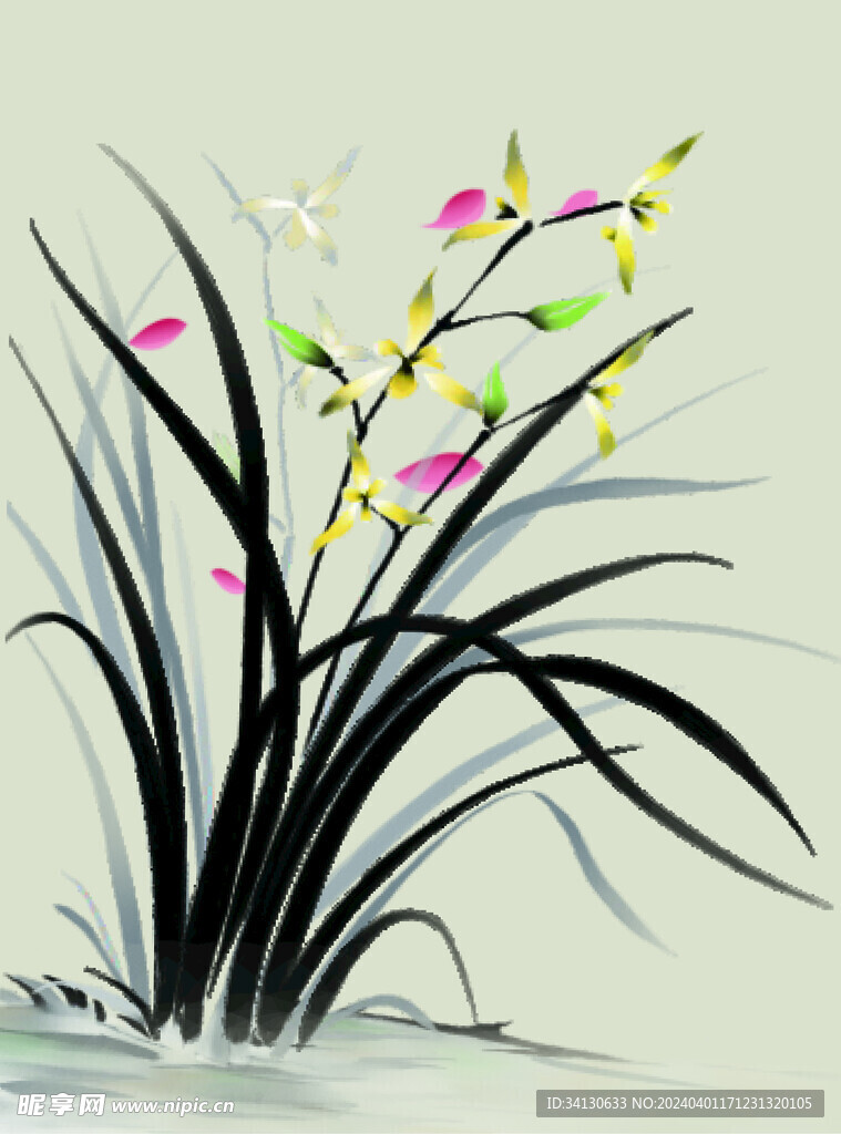 兰花