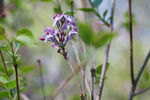 丁香花