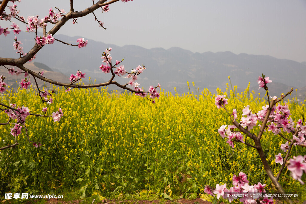 春花