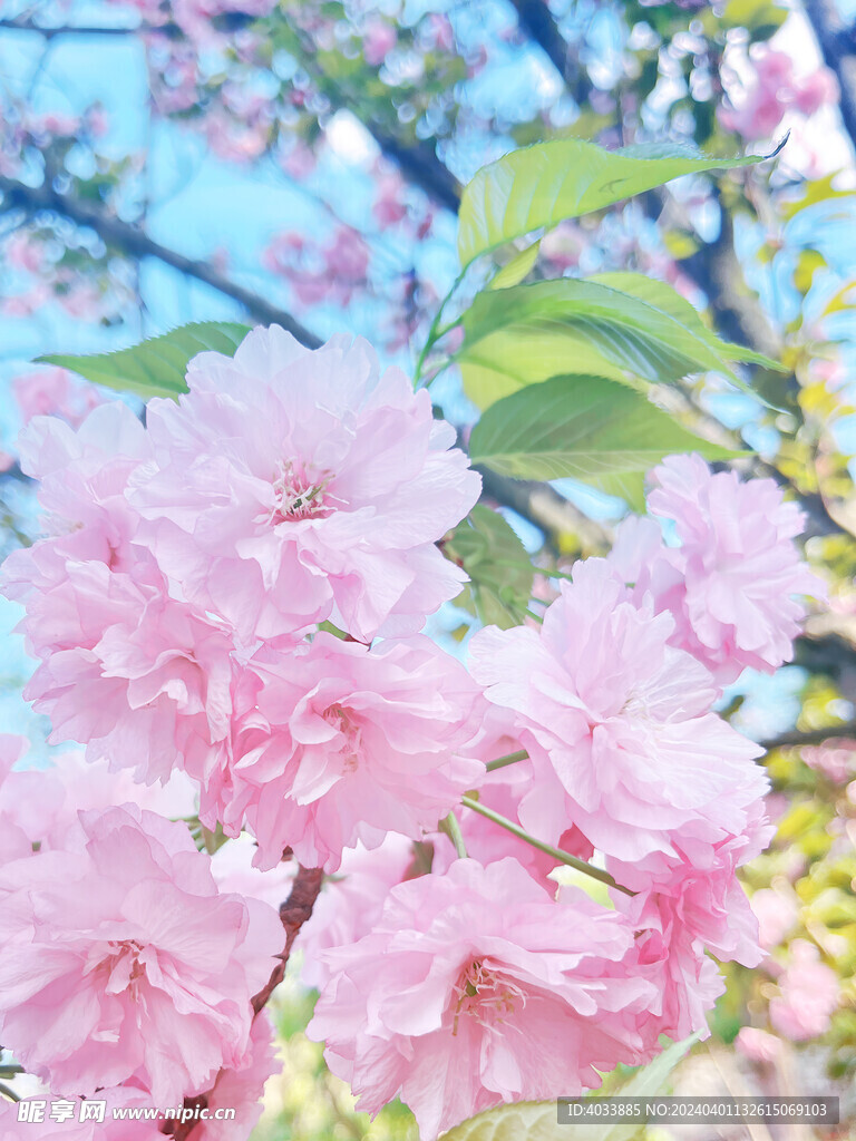 樱花