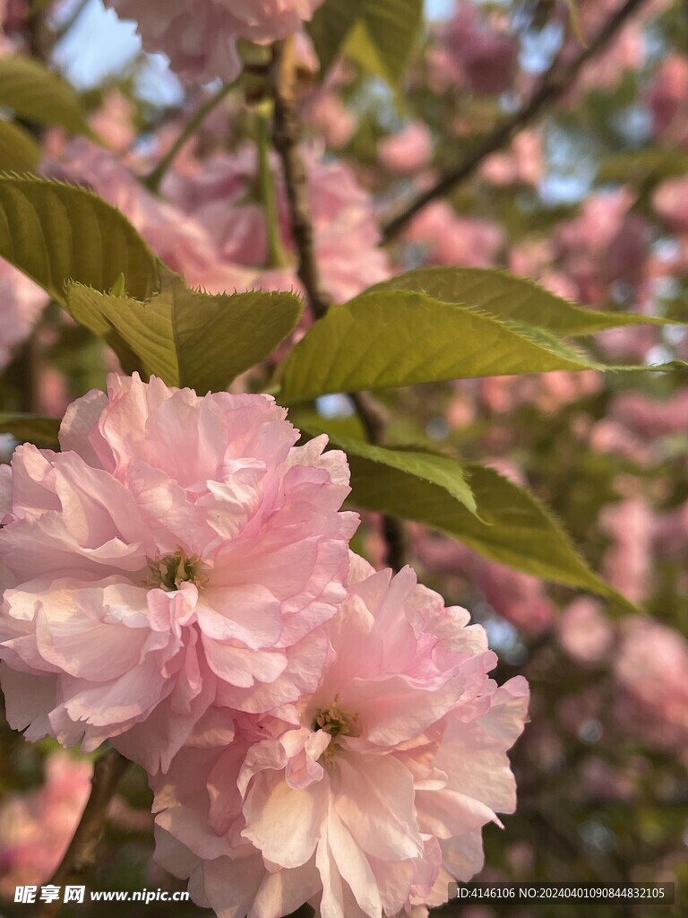 樱花