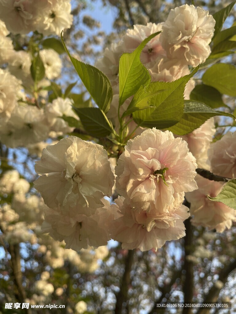 樱花