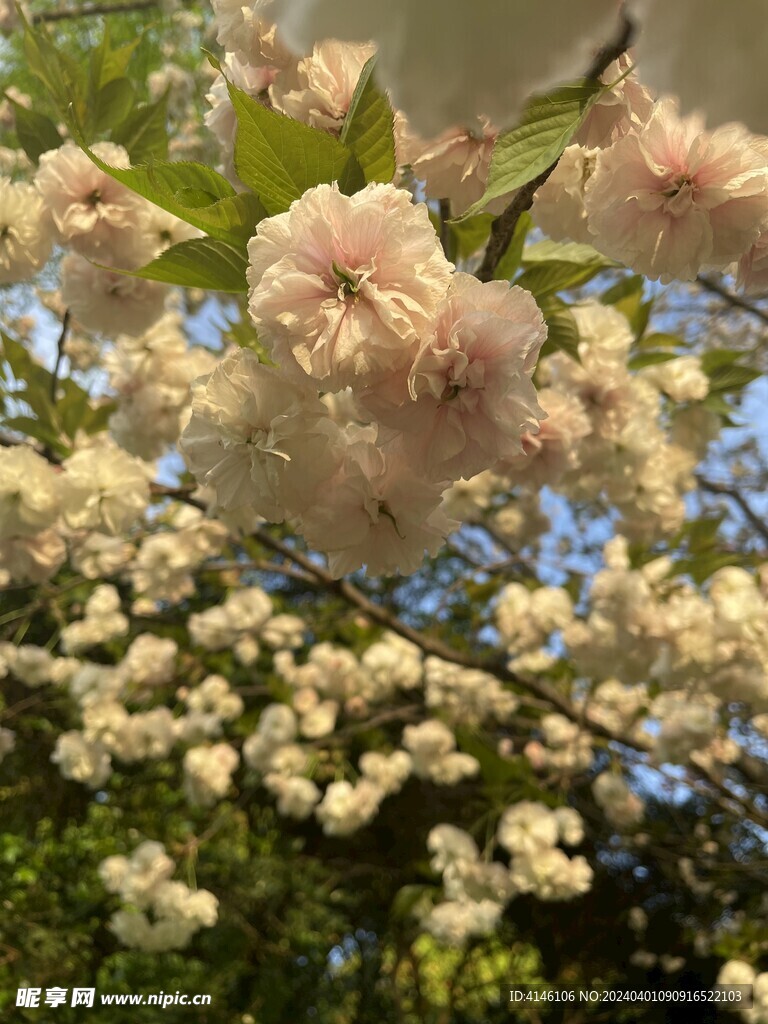 樱花