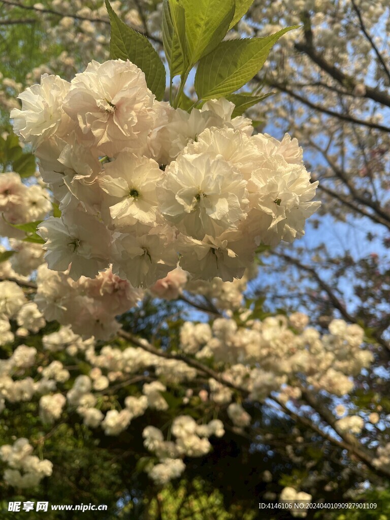 樱花