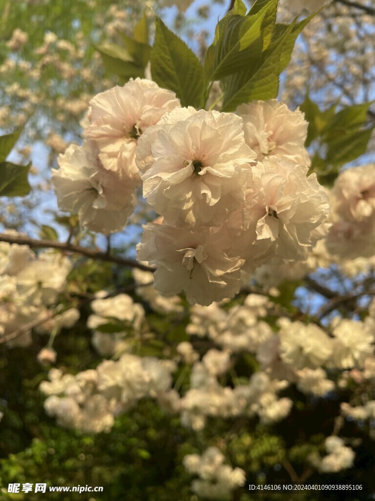 樱花