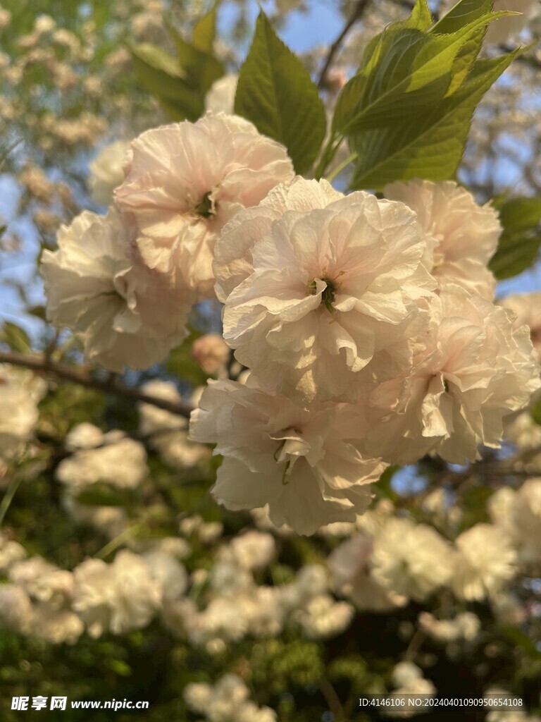 樱花