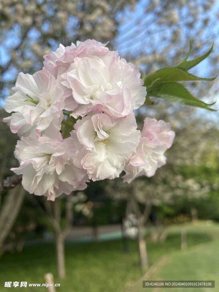 樱花